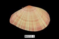 藏品(日光櫻蛤)的圖片